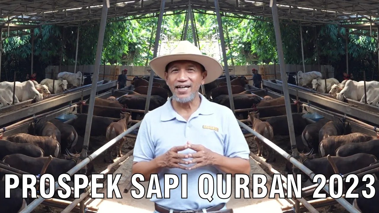 
                                 Prospek-Sapi-Kurban-2023